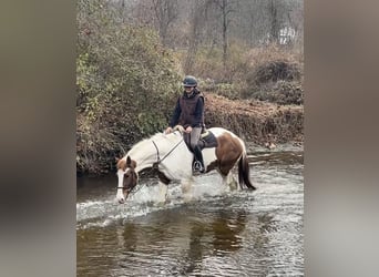 Meer warmbloeden Mix, Ruin, 5 Jaar, 163 cm, Gevlekt-paard