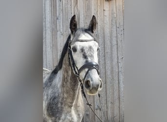 Meer warmbloeden Mix, Ruin, 5 Jaar, 163 cm, Schimmel