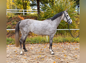 Meer warmbloeden, Ruin, 5 Jaar, 164 cm, Appelschimmel