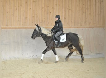 Meer warmbloeden, Ruin, 5 Jaar, 164 cm, Donkere-vos