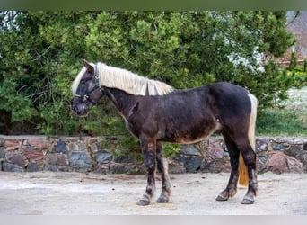 Meer warmbloeden, Ruin, 5 Jaar, 164 cm, Donkere-vos