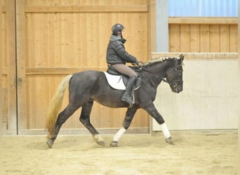 Meer warmbloeden, Ruin, 5 Jaar, 164 cm, Donkere-vos