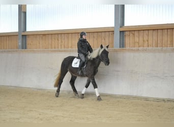 Meer warmbloeden, Ruin, 5 Jaar, 164 cm, Donkere-vos