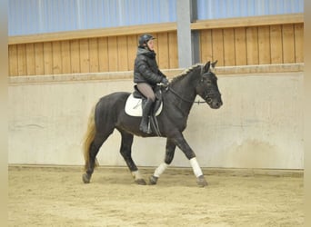 Meer warmbloeden, Ruin, 5 Jaar, 164 cm, Donkere-vos