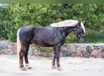 Meer warmbloeden, Ruin, 5 Jaar, 164 cm, Donkere-vos