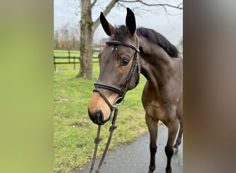 Meer warmbloeden, Ruin, 5 Jaar, 165 cm, Bruin