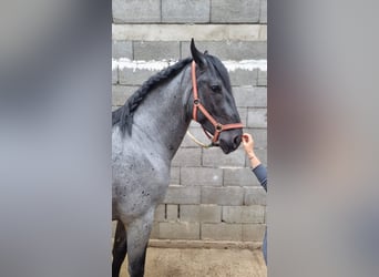 Meer warmbloeden Mix, Ruin, 5 Jaar, 165 cm, Schimmel