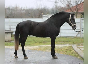 Meer warmbloeden, Ruin, 5 Jaar, 165 cm, Schimmel