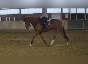 Meer warmbloeden, Ruin, 5 Jaar, 165 cm, Vos