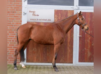 Meer warmbloeden, Ruin, 5 Jaar, 167 cm, Bruin