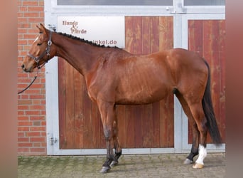 Meer warmbloeden, Ruin, 5 Jaar, 167 cm, Bruin