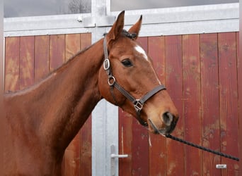 Meer warmbloeden, Ruin, 5 Jaar, 167 cm, Bruin