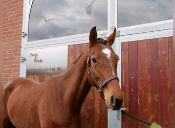 Meer warmbloeden, Ruin, 5 Jaar, 167 cm, Bruin