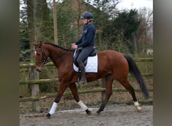 Meer warmbloeden, Ruin, 5 Jaar, 167 cm, Bruin
