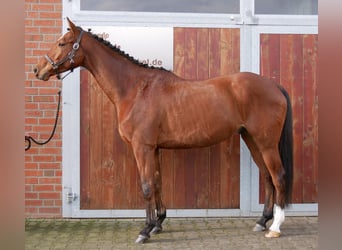 Meer warmbloeden, Ruin, 5 Jaar, 167 cm