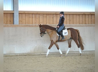 Meer warmbloeden, Ruin, 5 Jaar, 167 cm, Vos