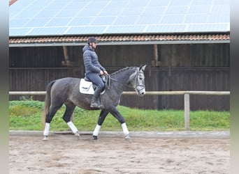 Meer warmbloeden, Ruin, 5 Jaar, 168 cm, Blauwschimmel