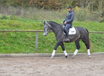 Meer warmbloeden, Ruin, 5 Jaar, 168 cm, Blauwschimmel