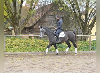 Meer warmbloeden, Ruin, 5 Jaar, 168 cm, Blauwschimmel