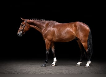 Meer warmbloeden, Ruin, 5 Jaar, 168 cm, Bruin