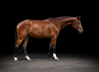 Meer warmbloeden, Ruin, 5 Jaar, 168 cm, Bruin
