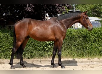 Meer warmbloeden, Ruin, 5 Jaar, 168 cm, Bruin