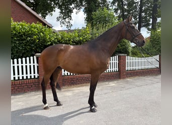 Meer warmbloeden, Ruin, 5 Jaar, 168 cm, Donkerbruin
