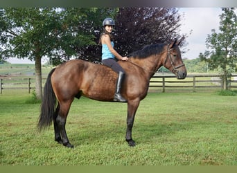 Meer warmbloeden, Ruin, 5 Jaar, 168 cm, Roodbruin