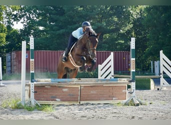 Meer warmbloeden, Ruin, 5 Jaar, 168 cm, Roodbruin