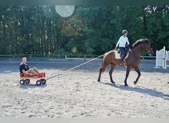 Meer warmbloeden, Ruin, 5 Jaar, 168 cm, Roodbruin