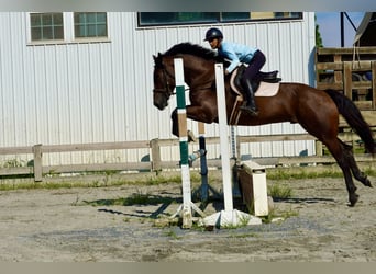 Meer warmbloeden, Ruin, 5 Jaar, 168 cm, Roodbruin