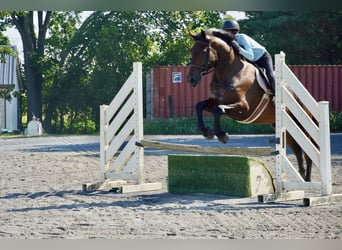 Meer warmbloeden, Ruin, 5 Jaar, 168 cm, Roodbruin