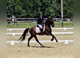 Meer warmbloeden, Ruin, 5 Jaar, 168 cm, Roodbruin