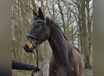 Meer warmbloeden, Ruin, 5 Jaar, 168 cm, Zwartbruin