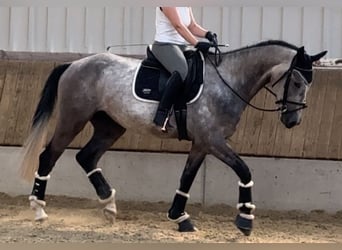 Meer warmbloeden, Ruin, 5 Jaar, 169 cm, Schimmel