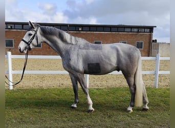 Meer warmbloeden, Ruin, 5 Jaar, 169 cm, Schimmel