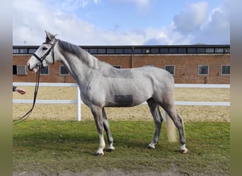 Meer warmbloeden, Ruin, 5 Jaar, 169 cm, Schimmel