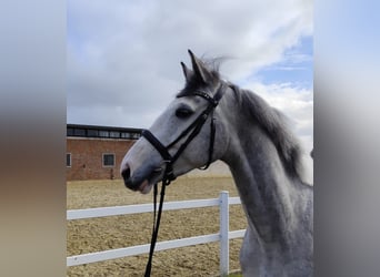 Meer warmbloeden, Ruin, 5 Jaar, 169 cm, Schimmel