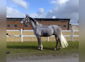 Meer warmbloeden, Ruin, 5 Jaar, 169 cm, Schimmel