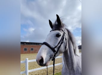 Meer warmbloeden, Ruin, 5 Jaar, 169 cm, Schimmel