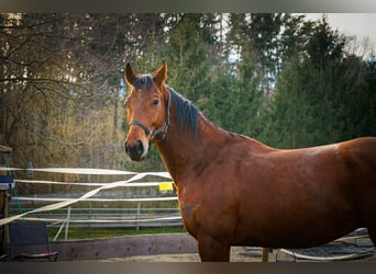 Meer warmbloeden, Ruin, 5 Jaar, 170 cm, Bruin