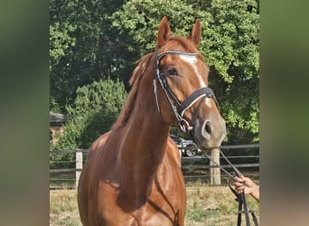 Meer warmbloeden, Ruin, 5 Jaar, 170 cm, Vos