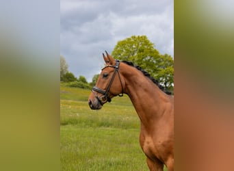 Meer warmbloeden, Ruin, 5 Jaar, 173 cm, Bruin