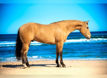 Meer warmbloeden Mix, Ruin, 5 Jaar, Falbe