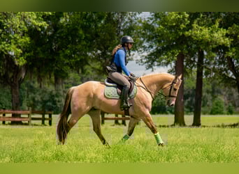 Meer warmbloeden Mix, Ruin, 5 Jaar, Falbe