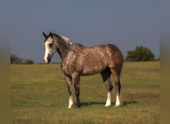 Meer warmbloeden, Ruin, 5 Jaar, Schimmel