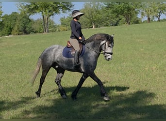 Meer warmbloeden Mix, Ruin, 5 Jaar, Schimmel