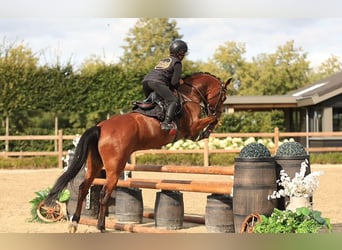 Meer warmbloeden, Ruin, 6 Jaar, 148 cm, Bruin