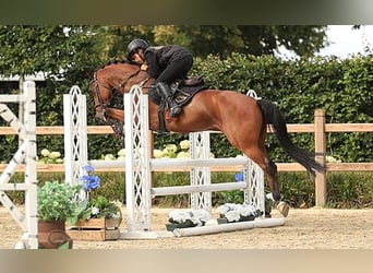 Meer warmbloeden, Ruin, 6 Jaar, 148 cm, Bruin