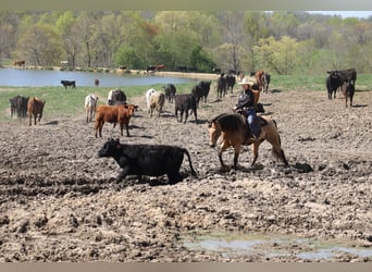 Meer warmbloeden, Ruin, 6 Jaar, 152 cm, Buckskin